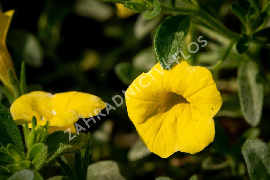 Minipetúnie, Million Bells 'Sweetbells Deep Yellow' - Calibrachoa hybrida 'Sweetbells Deep Yellow'