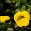 Minipetúnie, Million Bells 'Sweetbells Deep Yellow' - Calibrachoa hybrida 'Sweetbells Deep Yellow'