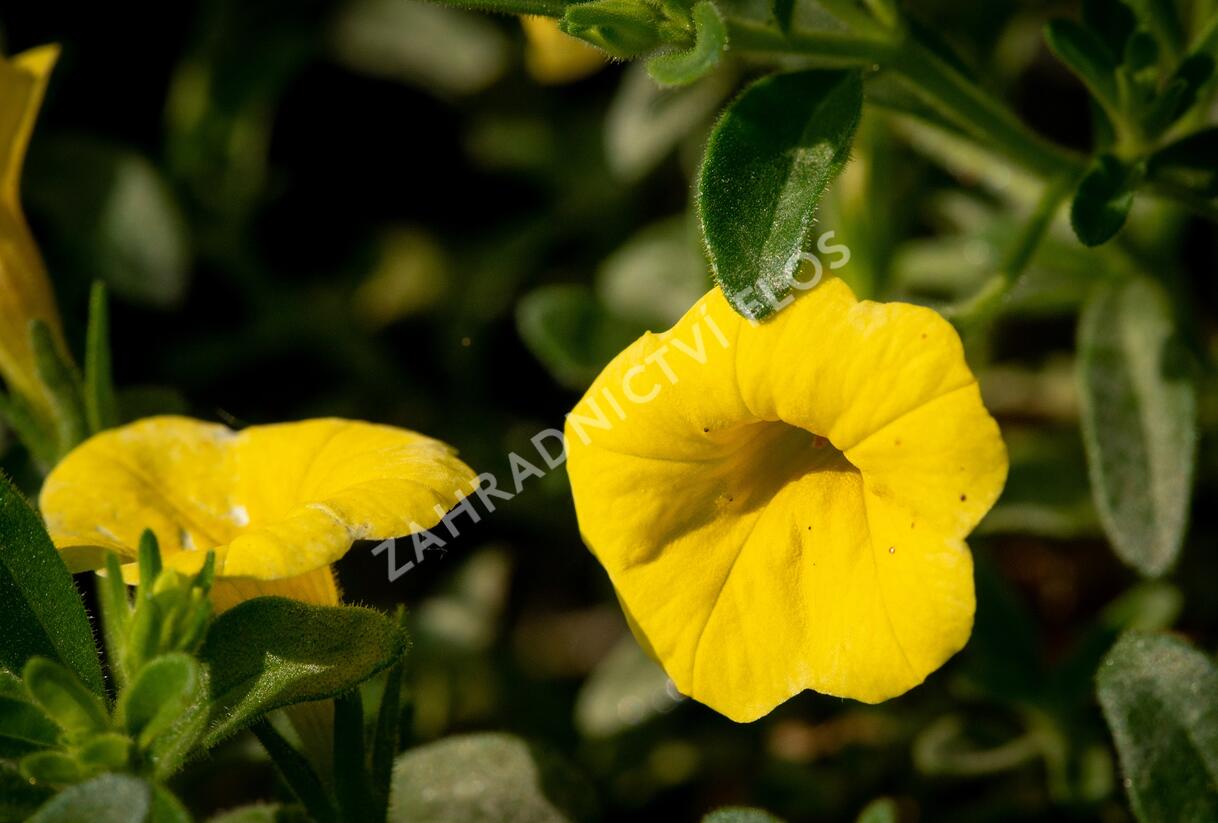 Minipetúnie, Million Bells 'Sweetbells Deep Yellow' - Calibrachoa hybrida 'Sweetbells Deep Yellow'