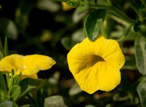 Minipetúnie, Million Bells 'Sweetbells Deep Yellow' - Calibrachoa hybrida 'Sweetbells Deep Yellow'