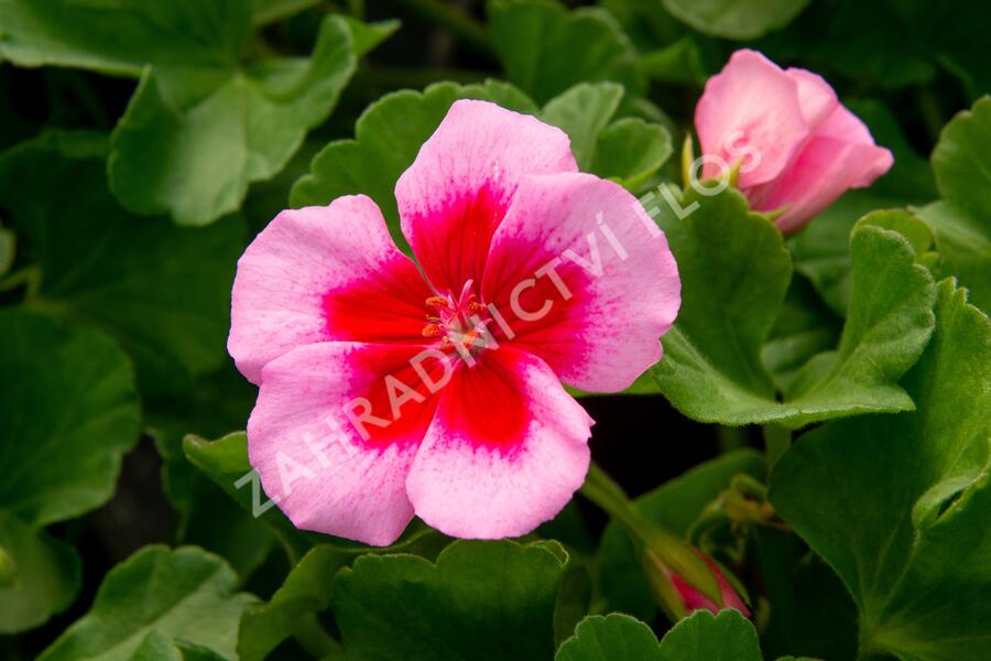 Muškát, pelargonie půdopokryvná 'Calliope Rose Splash' - Pelargonium hybridum 'Calliope Rose Splash'