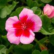 Muškát, pelargonie půdopokryvná 'Calliope Rose Splash' - Pelargonium hybridum 'Calliope Rose Splash'