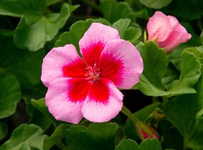 Muškát, pelargonie 'Calliope Rose Splash' - Pelargonium hybridum 'Calliope Rose Splash'