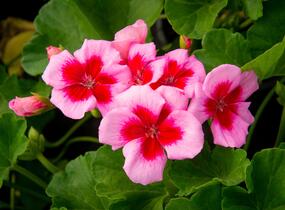 Muškát, pelargonie 'Calliope Rose Splash' - Pelargonium hybridum 'Calliope Rose Splash'