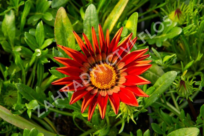 Gazánie zářivá 'Impressa Red with Ring' - Gazania rigens 'Impressa Red with Ring'