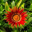 Gazánie zářivá 'Impressa Red with Ring' - Gazania rigens 'Impressa Red with Ring'