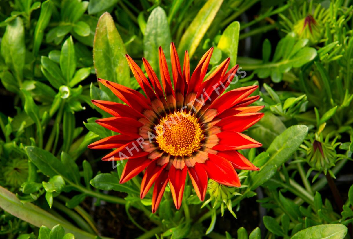 Gazánie zářivá 'Impressa Red with Ring' - Gazania rigens 'Impressa Red with Ring'