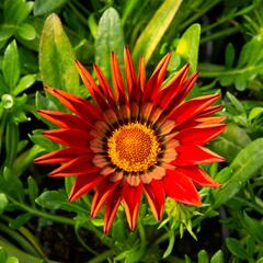 Gazánie zářivá 'Impressa Red with Ring' - Gazania rigens 'Impressa Red with Ring'