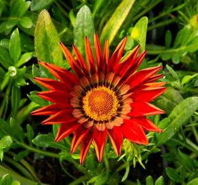 Gazánie zářivá 'Impressa Red with Ring' - Gazania rigens 'Impressa Red with Ring'