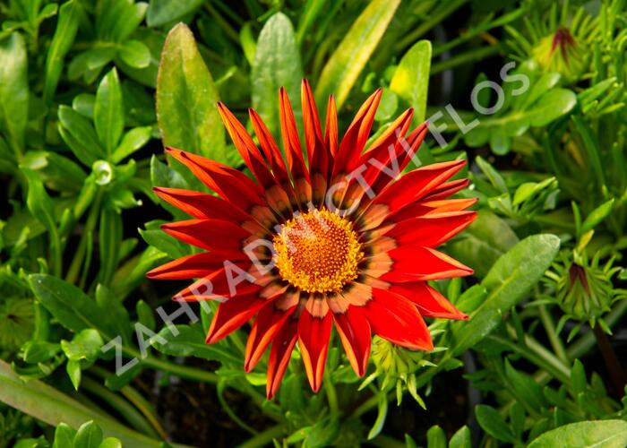 Gazánie zářivá 'Impressa Red with Ring' - Gazania rigens 'Impressa Red with Ring'
