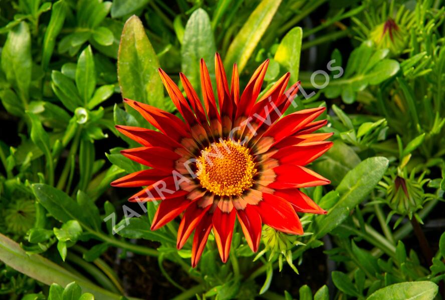 Gazánie zářivá 'Impressa Red with Ring' - Gazania rigens 'Impressa Red with Ring'