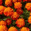 Aksamitník rozkladitý, afrikán 'Texana Harmony' - Tagetes patula 'Texana Harmony'