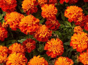 Aksamitník rozkladitý, afrikán 'Texana Harmony' - Tagetes patula 'Texana Harmony'