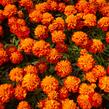 Aksamitník rozkladitý, afrikán 'Texana Harmony' - Tagetes patula 'Texana Harmony'