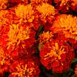 Aksamitník rozkladitý, afrikán 'Texana Harmony' - Tagetes patula 'Texana Harmony'