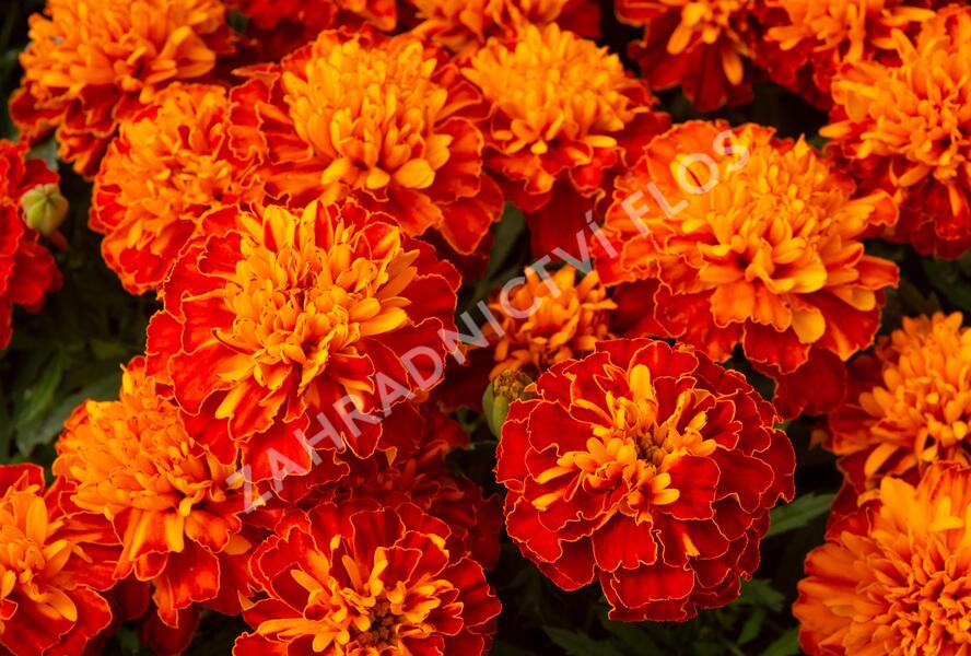 Aksamitník rozkladitý, afrikán 'Texana Harmony' - Tagetes patula 'Texana Harmony'