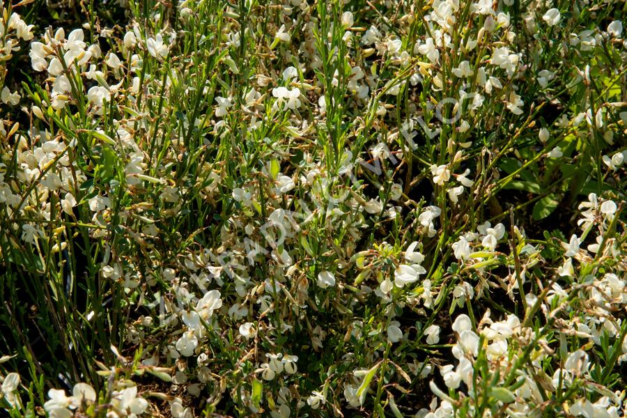 Čilimník časný 'Albus' - Cytisus praecox 'Albus'