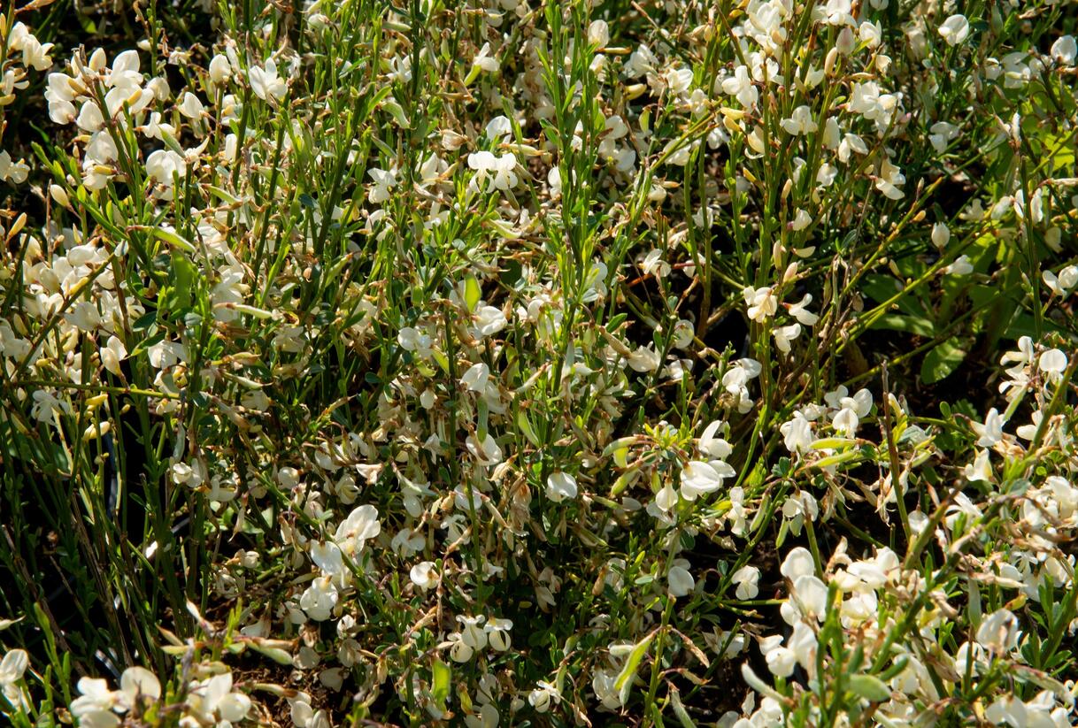 Čilimník časný 'Albus' - Cytisus praecox 'Albus'