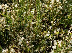 Čilimník časný 'Albus' - Cytisus praecox 'Albus'