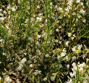 Čilimník časný 'Albus' - Cytisus praecox 'Albus'