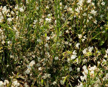 Čilimník časný 'Albus'