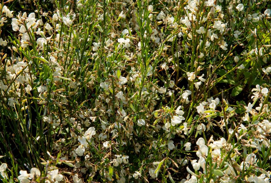 Čilimník časný 'Albus' - Cytisus praecox 'Albus'