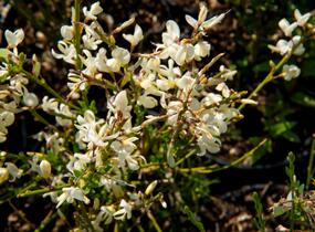 Čilimník časný 'Albus' - Cytisus praecox 'Albus'