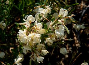 Čilimník časný 'Albus' - Cytisus praecox 'Albus'