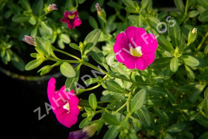 Minipetúnie, Million Bells 'Sweetbells Rose' - Calibrachoa hybrida 'Sweetbells Rose'