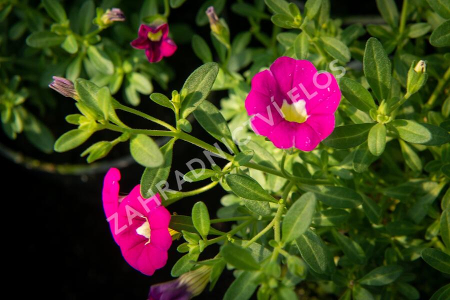 Minipetúnie, Million Bells 'Sweetbells Rose' - Calibrachoa hybrida 'Sweetbells Rose'