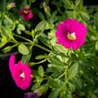 Minipetúnie, Million Bells 'Sweetbells Rose' - Calibrachoa hybrida 'Sweetbells Rose'