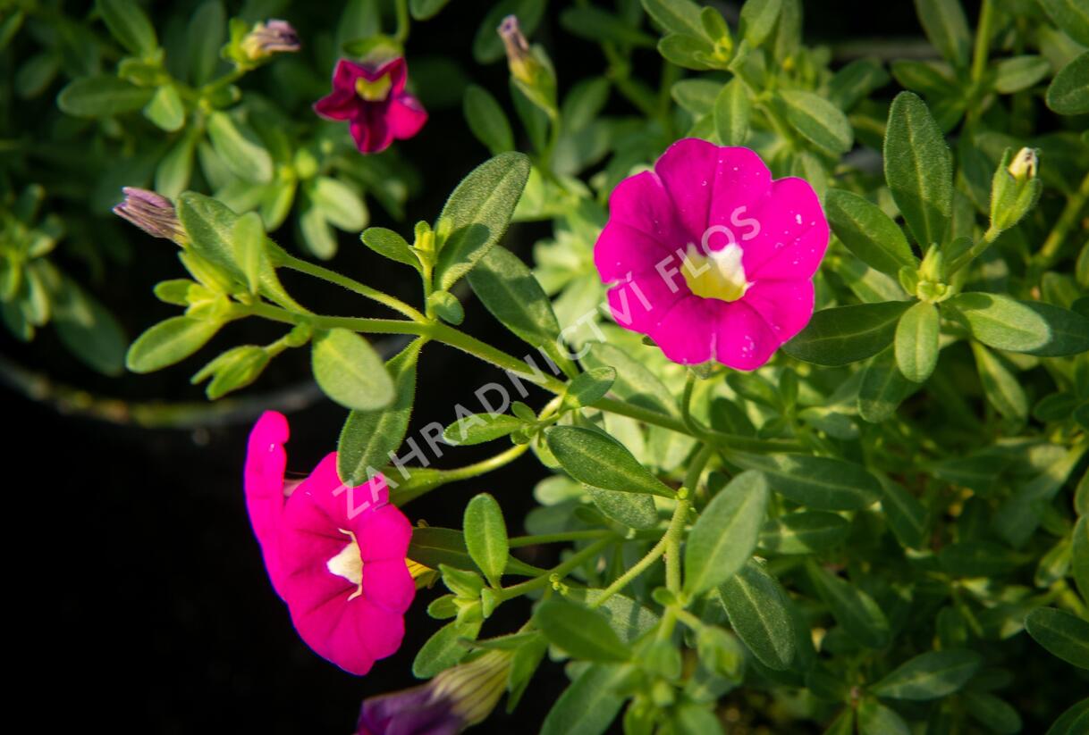 Minipetúnie, Million Bells 'Sweetbells Rose' - Calibrachoa hybrida 'Sweetbells Rose'