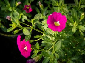 Minipetúnie, Million Bells 'Sweetbells Rose' - Calibrachoa hybrida 'Sweetbells Rose'