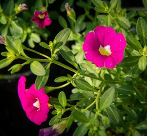 Minipetúnie, Million Bells 'Sweetbells Rose' - Calibrachoa hybrida 'Sweetbells Rose'