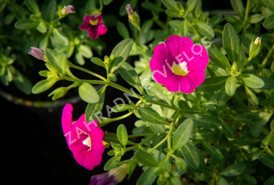 Minipetúnie, Million Bells 'Sweetbells Rose' - Calibrachoa hybrida 'Sweetbells Rose'
