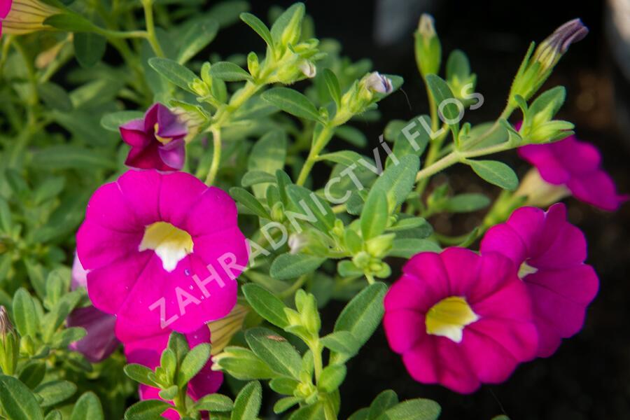 Minipetúnie, Million Bells 'Sweetbells Rose' - Calibrachoa hybrida 'Sweetbells Rose'
