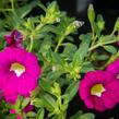 Minipetúnie, Million Bells 'Sweetbells Rose' - Calibrachoa hybrida 'Sweetbells Rose'