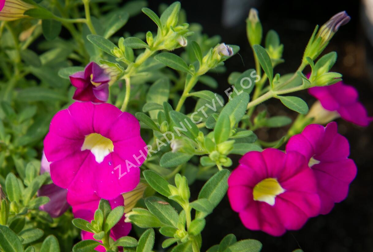 Minipetúnie, Million Bells 'Sweetbells Rose' - Calibrachoa hybrida 'Sweetbells Rose'