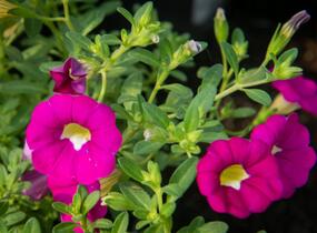 Minipetúnie, Million Bells 'Sweetbells Rose' - Calibrachoa hybrida 'Sweetbells Rose'