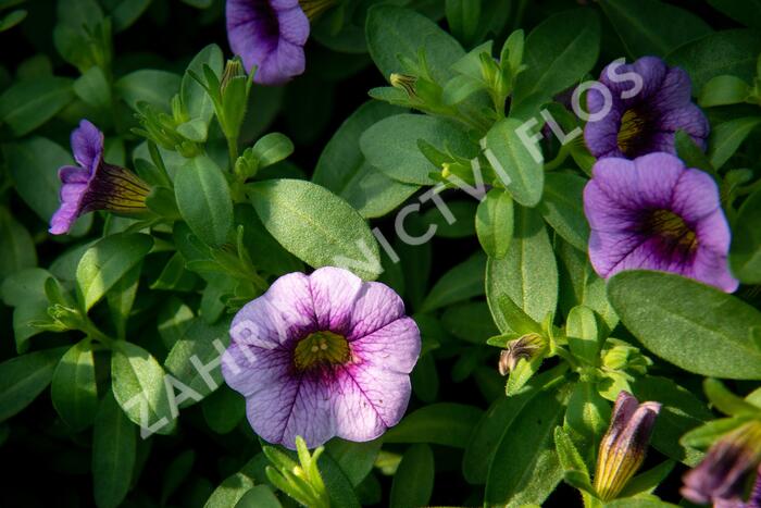 Minipetúnie, Million Bells 'Sweetbells Blue Eye' - Calibrachoa hybrida 'Sweetbells Blue Eye'