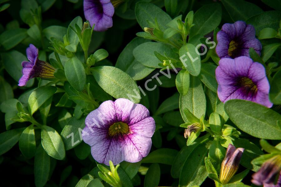 Minipetúnie, Million Bells 'Sweetbells Blue Eye' - Calibrachoa hybrida 'Sweetbells Blue Eye'