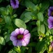 Minipetúnie, Million Bells 'Sweetbells Blue Eye' - Calibrachoa hybrida 'Sweetbells Blue Eye'