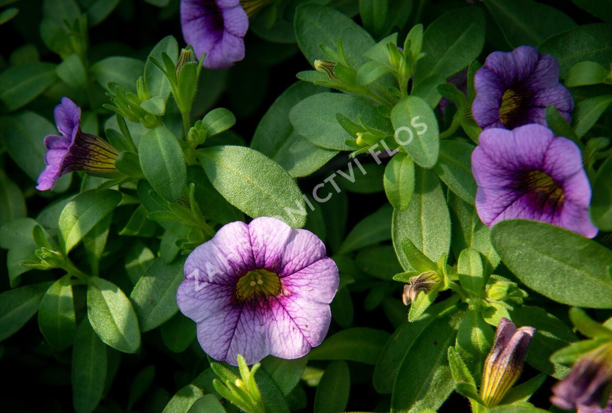 Minipetúnie, Million Bells 'Sweetbells Blue Eye' - Calibrachoa hybrida 'Sweetbells Blue Eye'