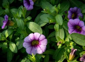 Minipetúnie, Million Bells 'Sweetbells Blue Eye' - Calibrachoa hybrida 'Sweetbells Blue Eye'