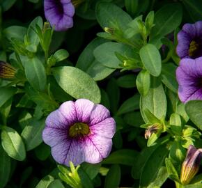 Minipetúnie, Million Bells 'Sweetbells Blue Eye' - Calibrachoa hybrida 'Sweetbells Blue Eye'