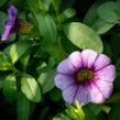 Minipetúnie, Million Bells 'Sweetbells Blue Eye' - Calibrachoa hybrida 'Sweetbells Blue Eye'