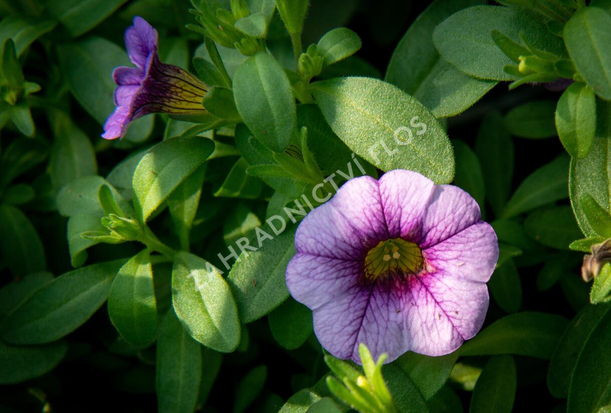 Minipetúnie, Million Bells 'Sweetbells Blue Eye' - Calibrachoa hybrida 'Sweetbells Blue Eye'