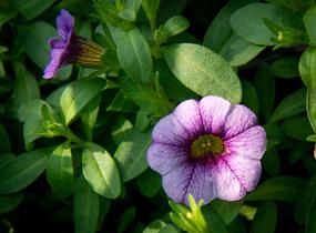 Minipetúnie, Million Bells 'Sweetbells Blue Eye' - Calibrachoa hybrida 'Sweetbells Blue Eye'