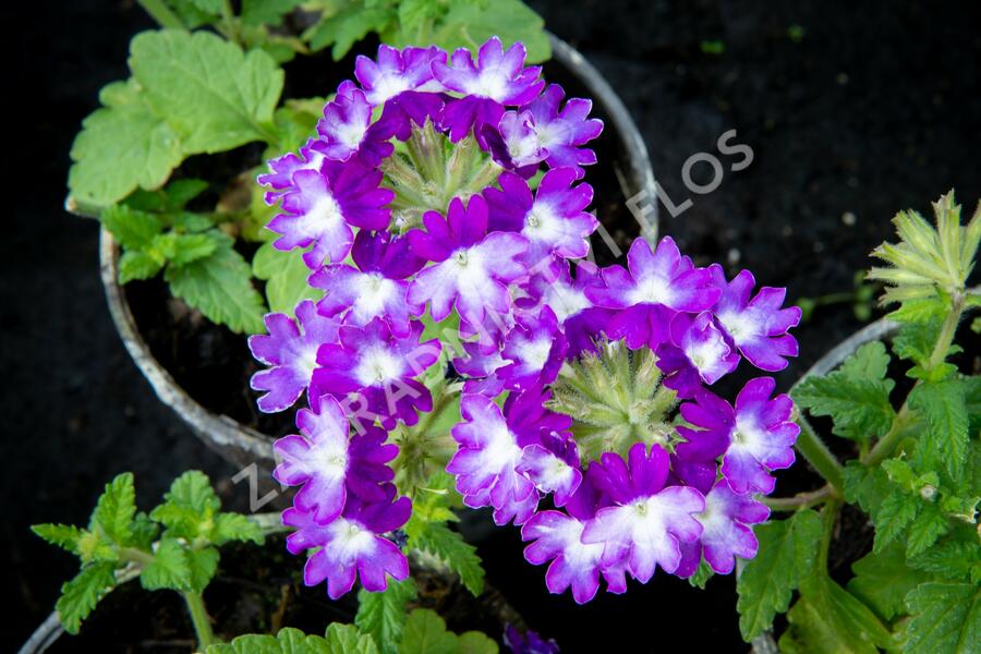 Verbena, sporýš 'Wicked Great Grape' - Verbena hybrida 'Wicked Great Grape'