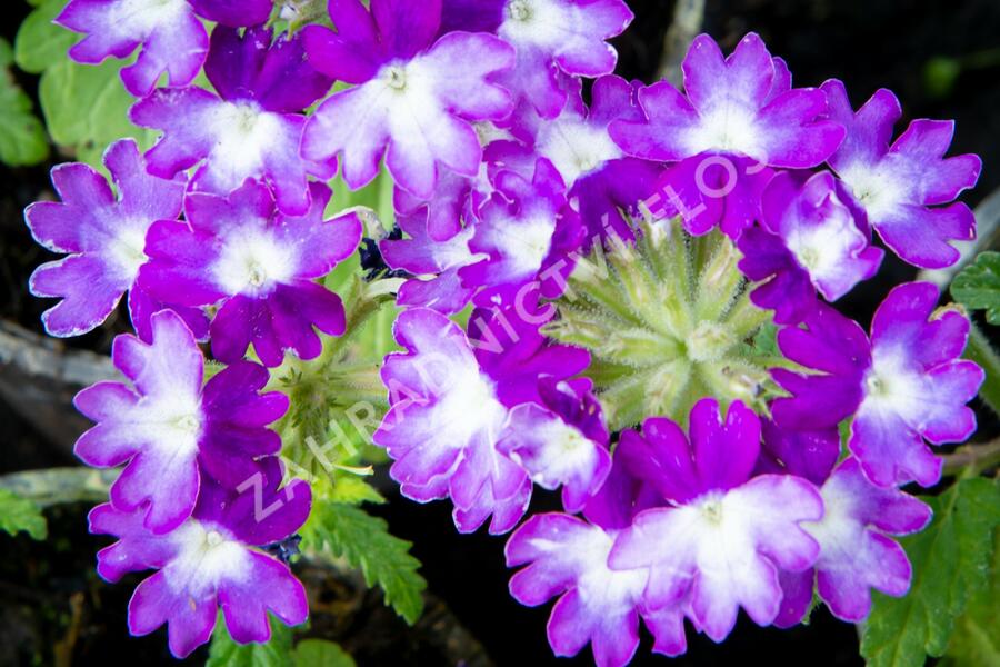 Verbena, sporýš 'Wicked Great Grape' - Verbena hybrida 'Wicked Great Grape'